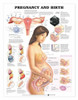 Pregnancy and Birth Laminated Anatomical Chart
