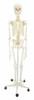 Flexible Physiotherapy Skeleton Anatomy Model