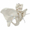 Axis Scientific Flexible Female Pelvic Skeleton with L4 and L5 Vertebrae