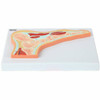 Axis Scientific Foot and Ankle Joint Section Anatomy Model
