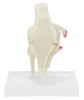Basic Knee With Key Card Anatomy Model