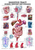 The Digestive Tract - Normal and Diseased Laminated Anatomy Chart