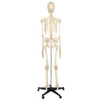 Rudiger Anatomie Premium Standard Human Skeleton with Stand
