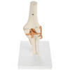 Rudiger Anatomie Premium Functional Knee Joint with Ligaments