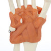 Rudiger Anatomie Premium Hand Skeleton with Ligaments