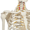Rudiger Anatomie Premium Highly Flexible Physio Skeleton