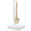 Rudiger Anatomie Premium Mini Spine