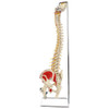 Rudiger Anatomie Premium Painted Flexible Spine with Femur Heads
