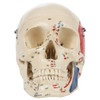 Rudiger Anatomie Premium Painted and Numbered 4-Part Skull