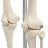 Rudiger Anatomie Premium Flexible Skeleton