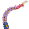 Rudiger Anatomie Premium Didactic Flexible Human Spine