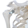 Rudiger Anatomie Premium Standard Human Skeleton with Safety Hardware