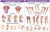 Trigger Point Chart Set Torso and Extremities - 2nd Edition - Laminated