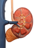 Axis Scientific Urinary System Relief Anatomy Model