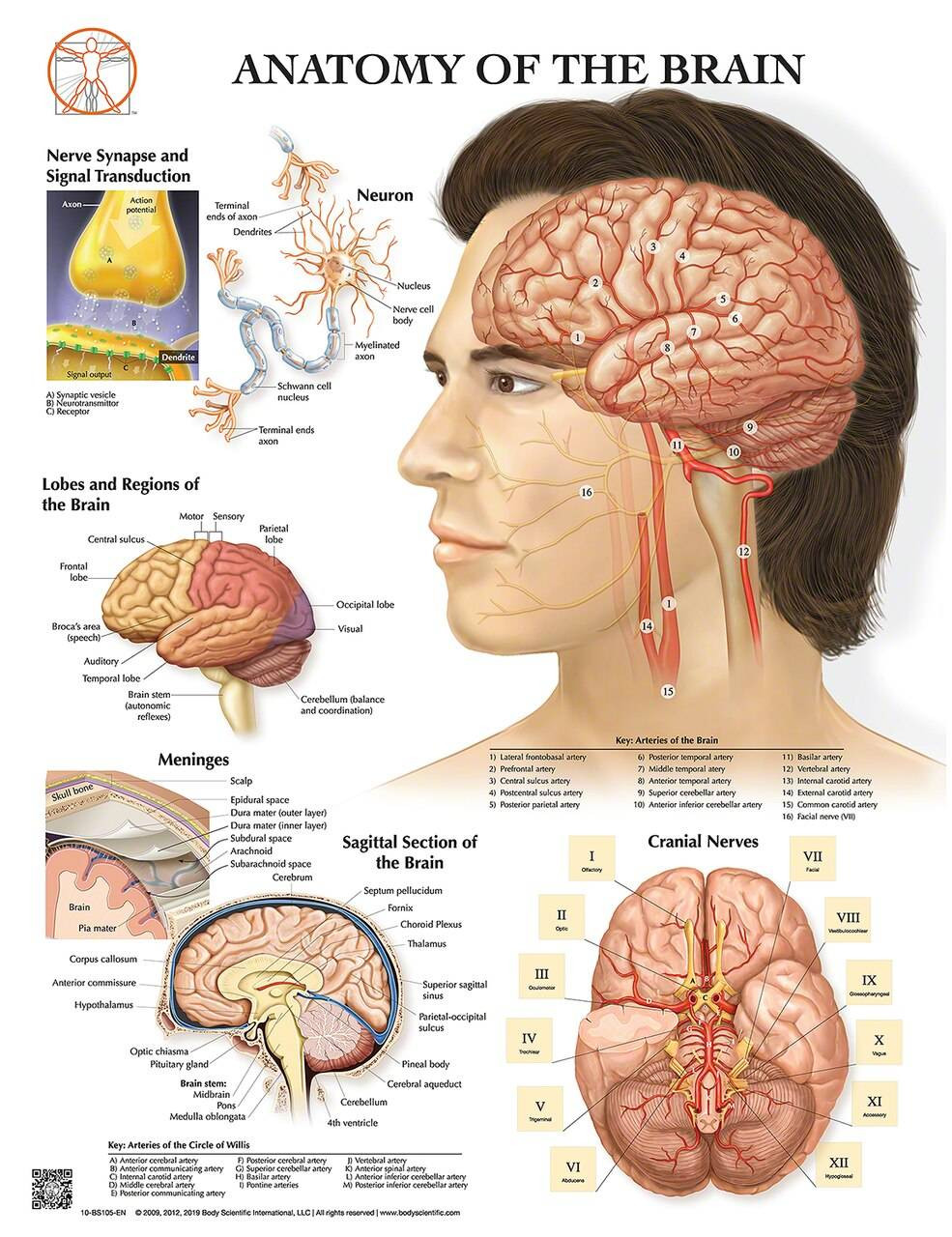 Anatomy Chart Brain Anatomy Chart Brain