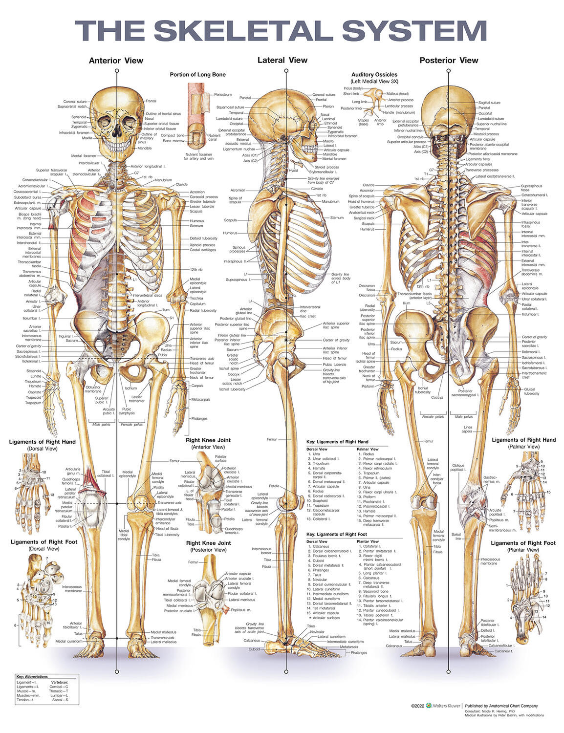 Anatomical Chart Company Skeletal System Anatomical Chart Anatomy