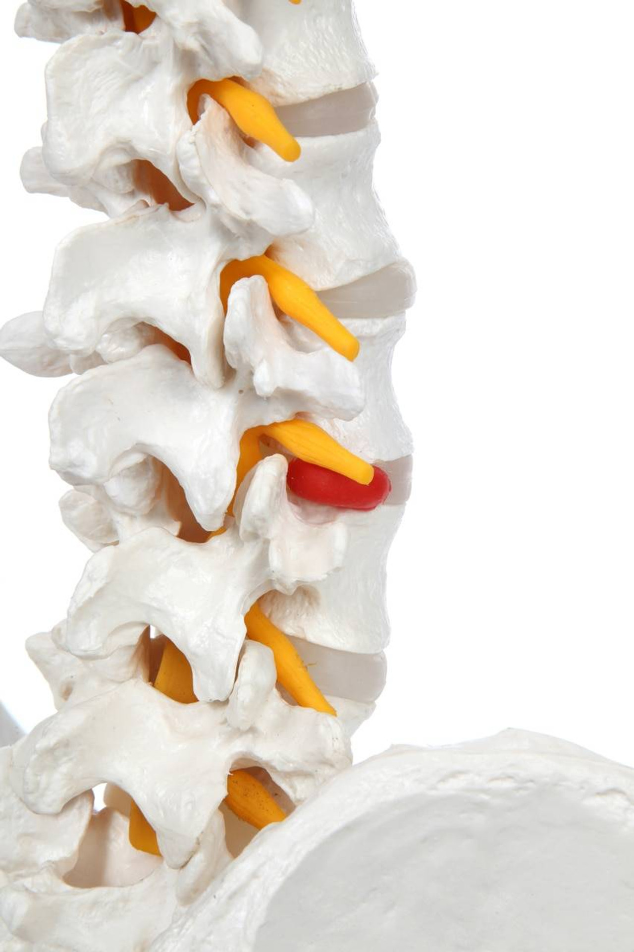 Axis Scientific - Life-Size Human Spine with Complete Vertebrae, Nerves ...