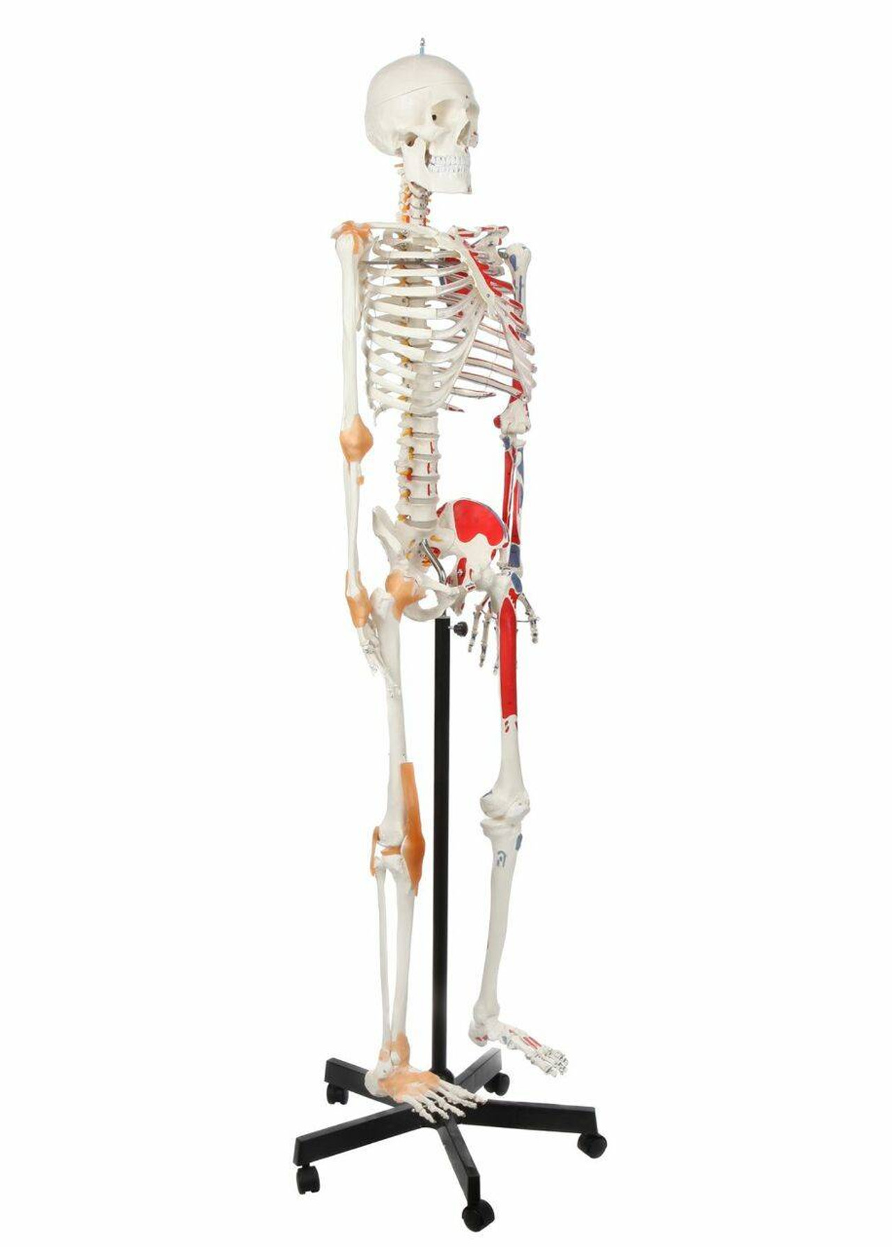 Axis Scientific Painted and Numbered Life-Size Human Skeleton Anatomy ...