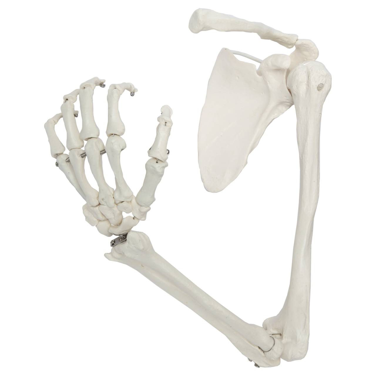 Axis Scientific LifeSize Human Arm Skeleton with Clavicle, Scapula