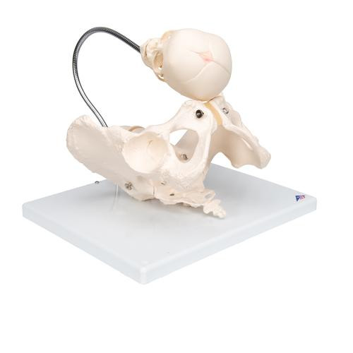 3B Scientific - Childbirth Demonstration Anatomy Model