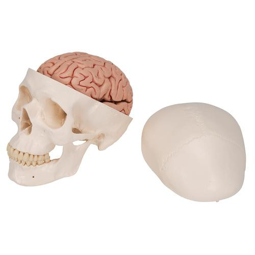 3B Scientific - Classic Human Skull Anatomy Model With Brain
