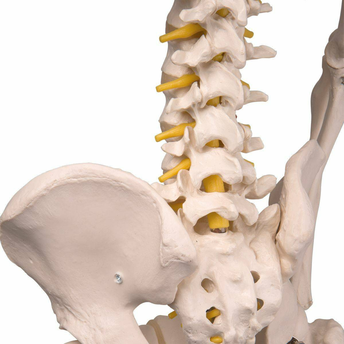 Anatomical Skeleton Model Flexible Fred