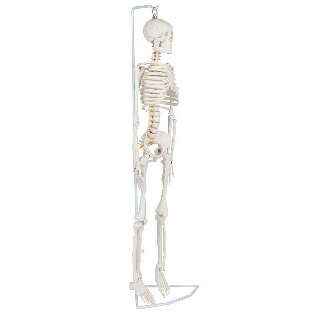 Anatomy Skeleton Model Anatomy Lab 35" Flexible Mini Human Skeleton ...