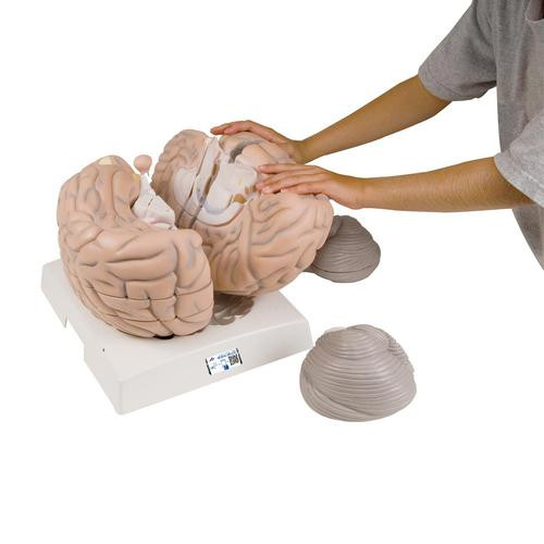 DenoyerGeppert Giant 4 Part Brain Anatomy Model