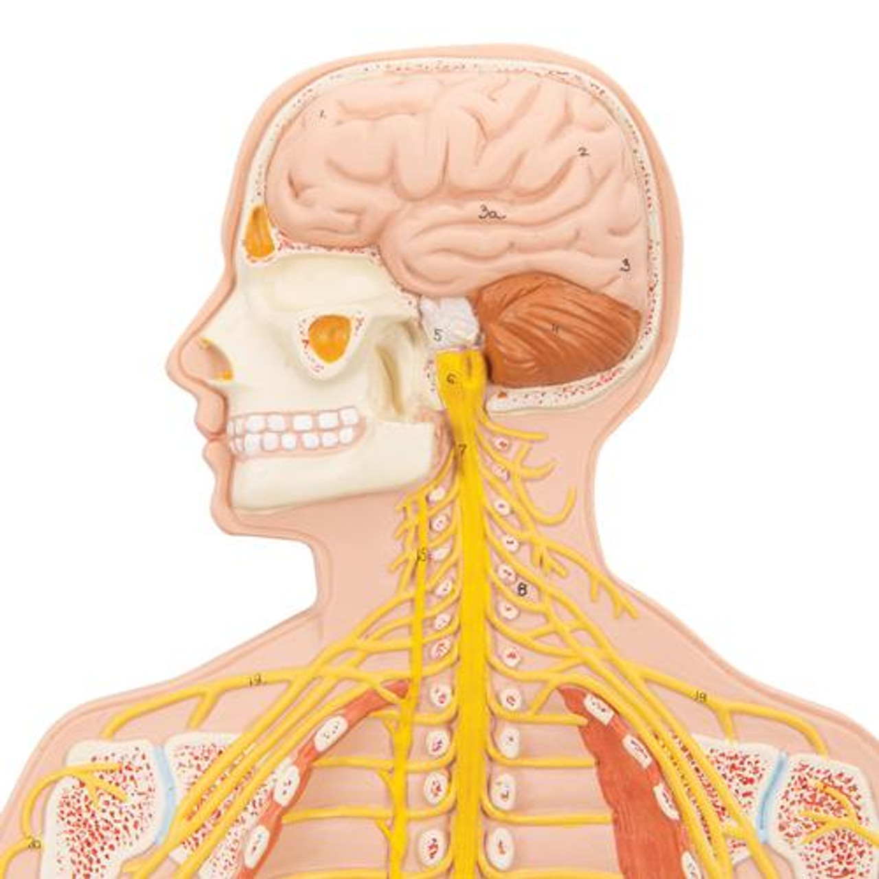 Anatomy Model Digestive System In 5 Parts anatomy-model-digestive-system-in-5-parts