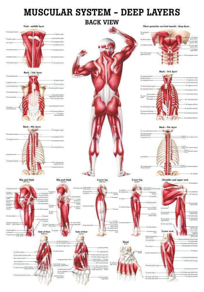 Muscles of the Hand Laminated Anatomy Chart