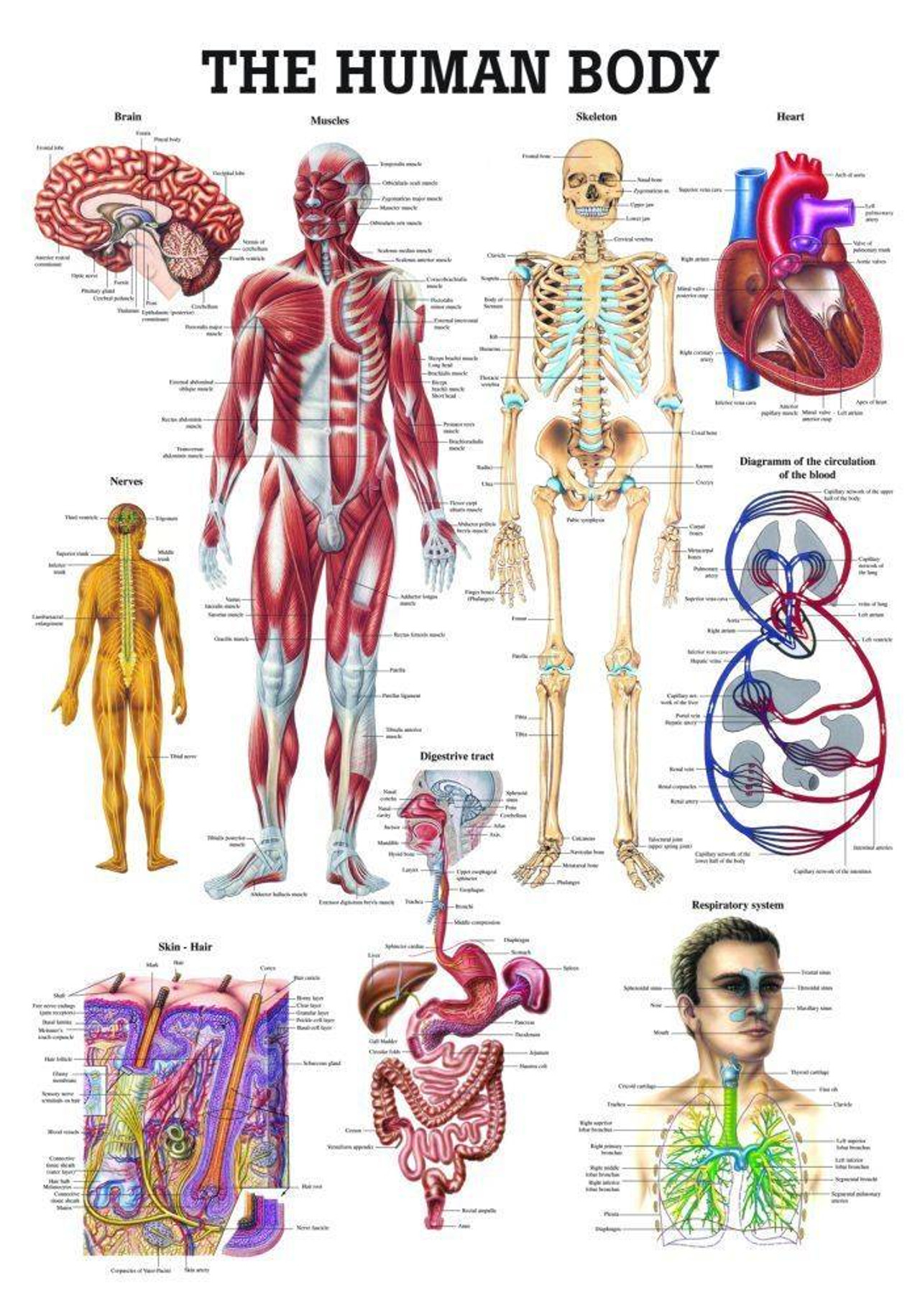 Rudiger Anatomie The Human Body Laminated Anatomy Chart