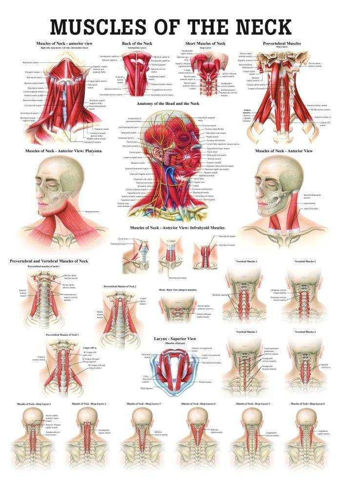 Rudiger Anatomie Muscles of the Neck Laminated Anatomy Chart Anatomy