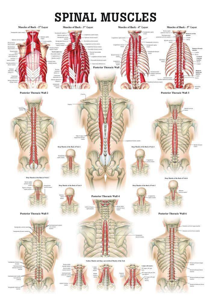 Rudiger Anatomie Muscles of the Spine Laminated Anatomy Chart Anatomy