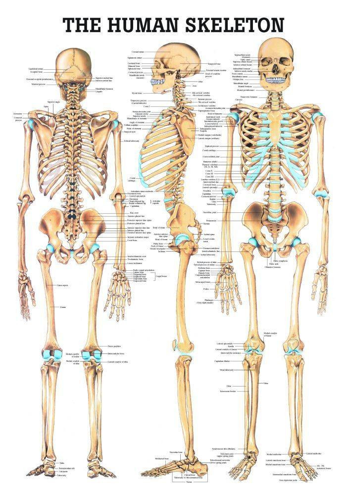 WHAT IS ANATOMY visual data 8