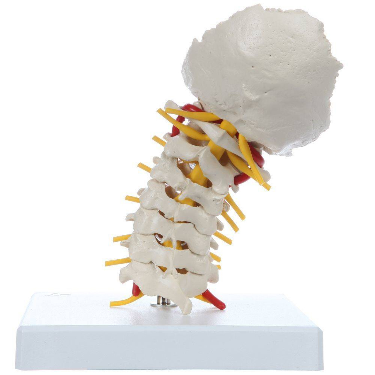 Rudiger Anatomie Flexible Cervical Vertebral Column