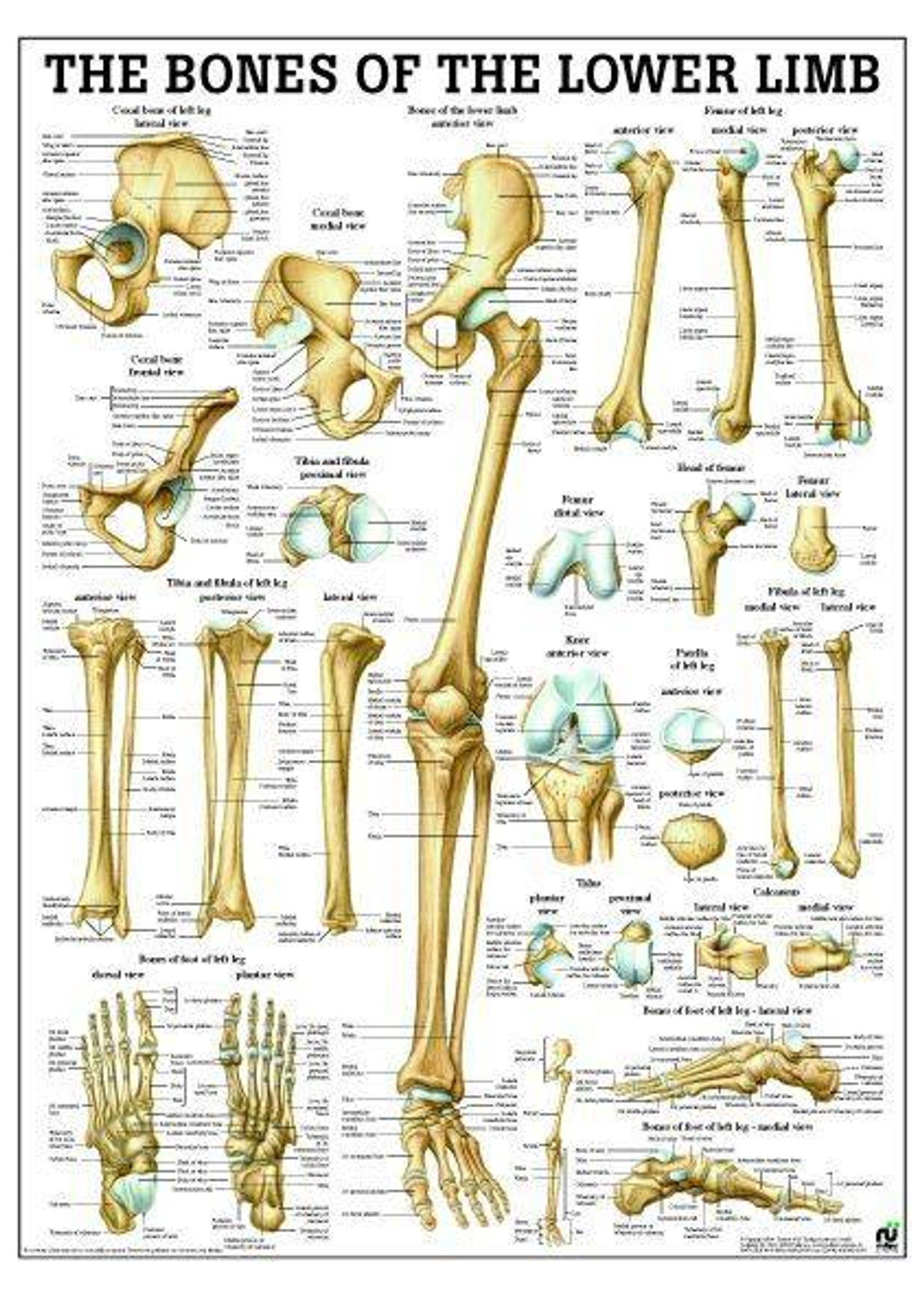 Rudiger Anatomie Bones Of Lower Limb Laminated Anatomy Chart Anatomy Warehouse Rudiger Anatomie Bones Of Lower Limb Laminated Anatomy Chart Anatomy Warehouse
