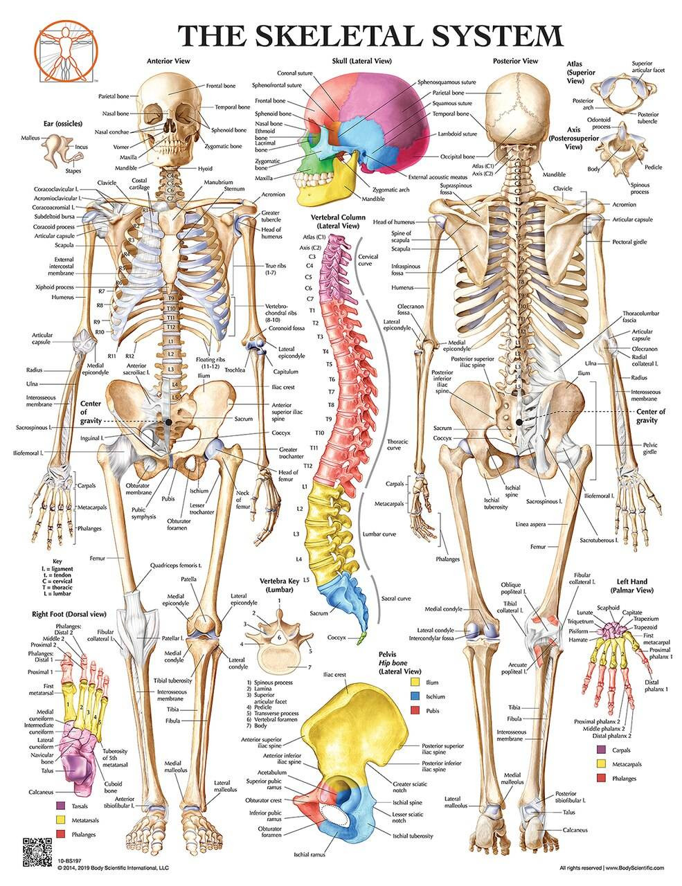 Bones system. Skeletal System. Skeletal System Anatomy. Костная система плакат. Человеческий скелет конский хвост.