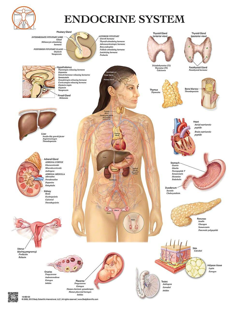 endocrine system labeled