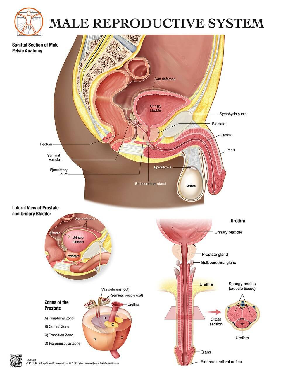 Anatomy Of The Male Reproductive System Laminated Wall Chart With Digital Download Code