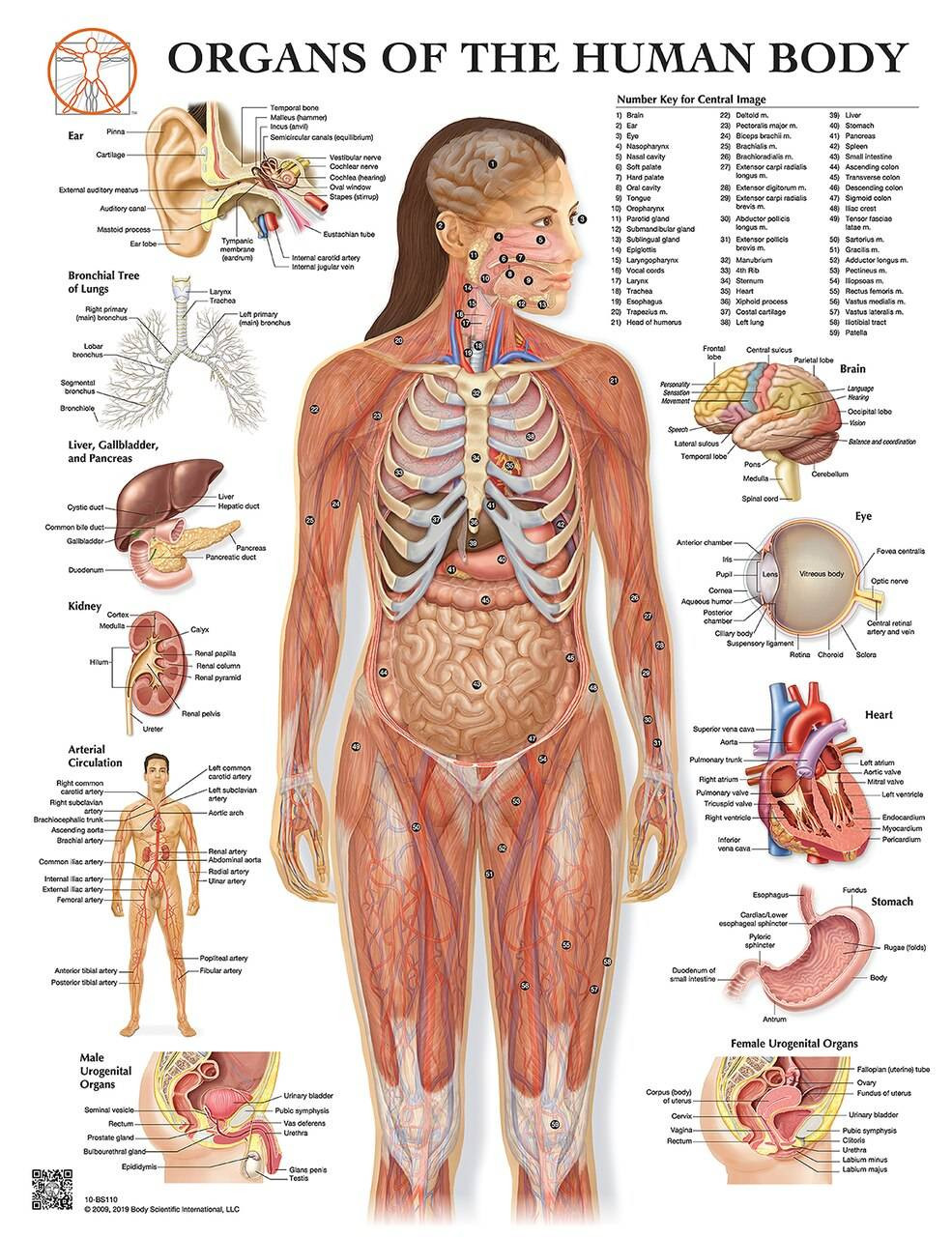Organs Of The Human Body Laminated Anatomical Wall Chart With Digital Download Code