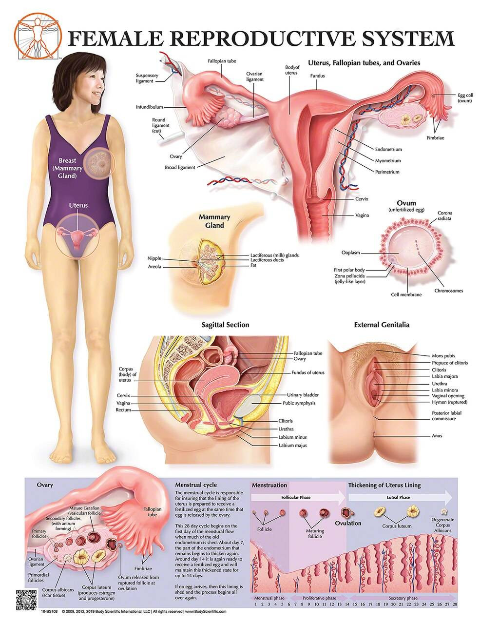 Anatomy Of The Female Reproductive System Laminated Wall Chart With Digital Download Code