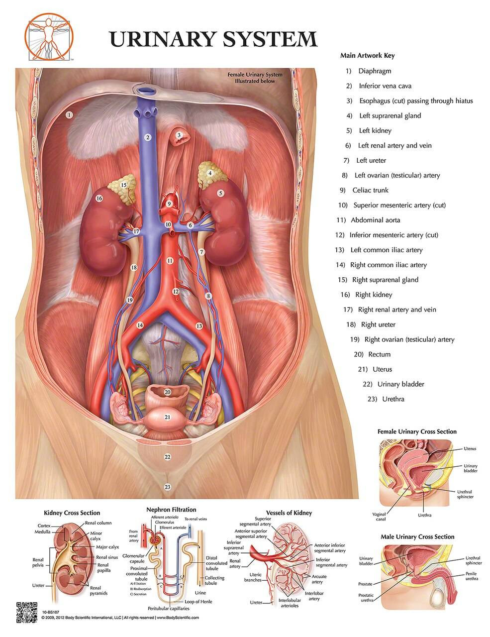 Side and bottom views of the female urinary tract - Media Asset