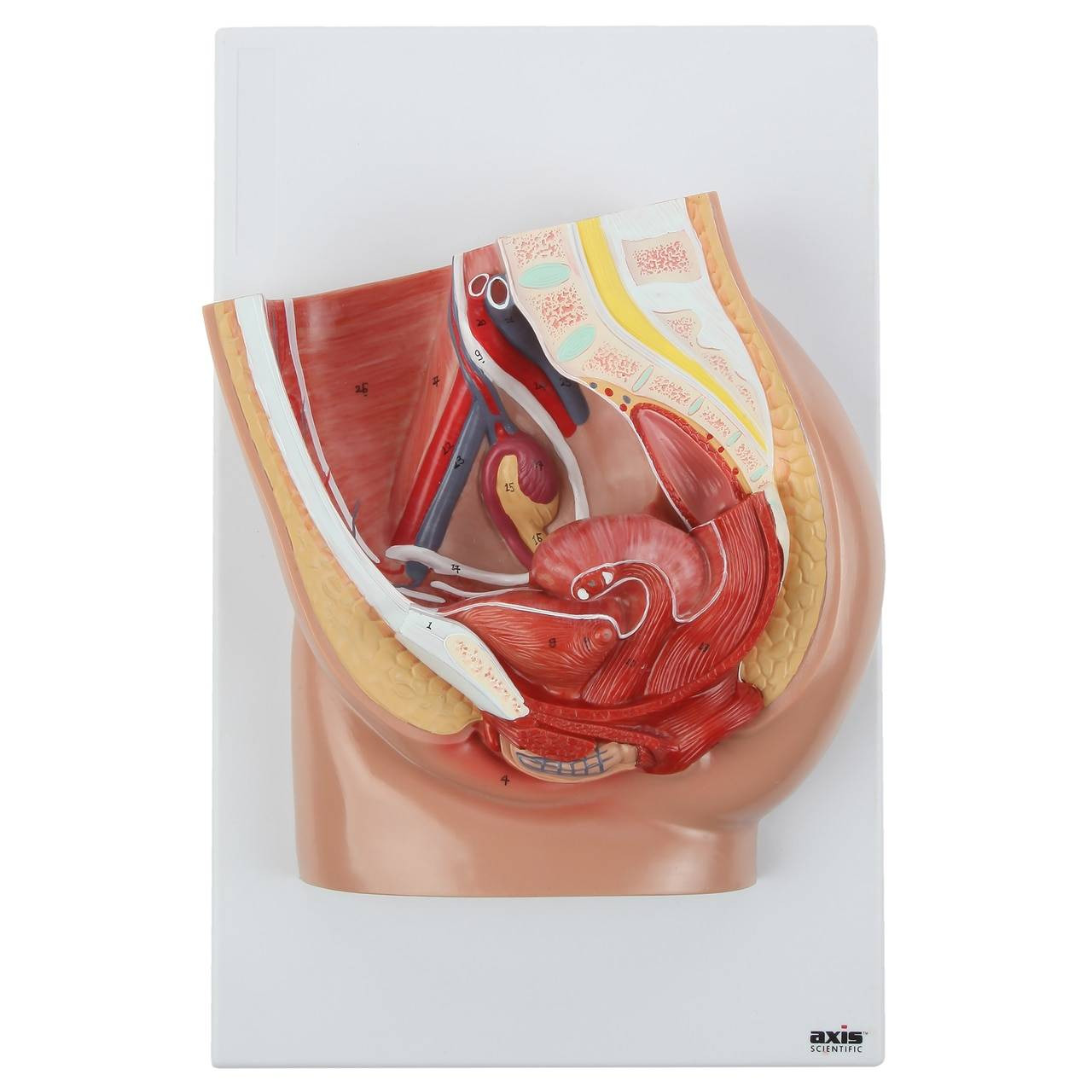 Анатомия женщины в разрезе