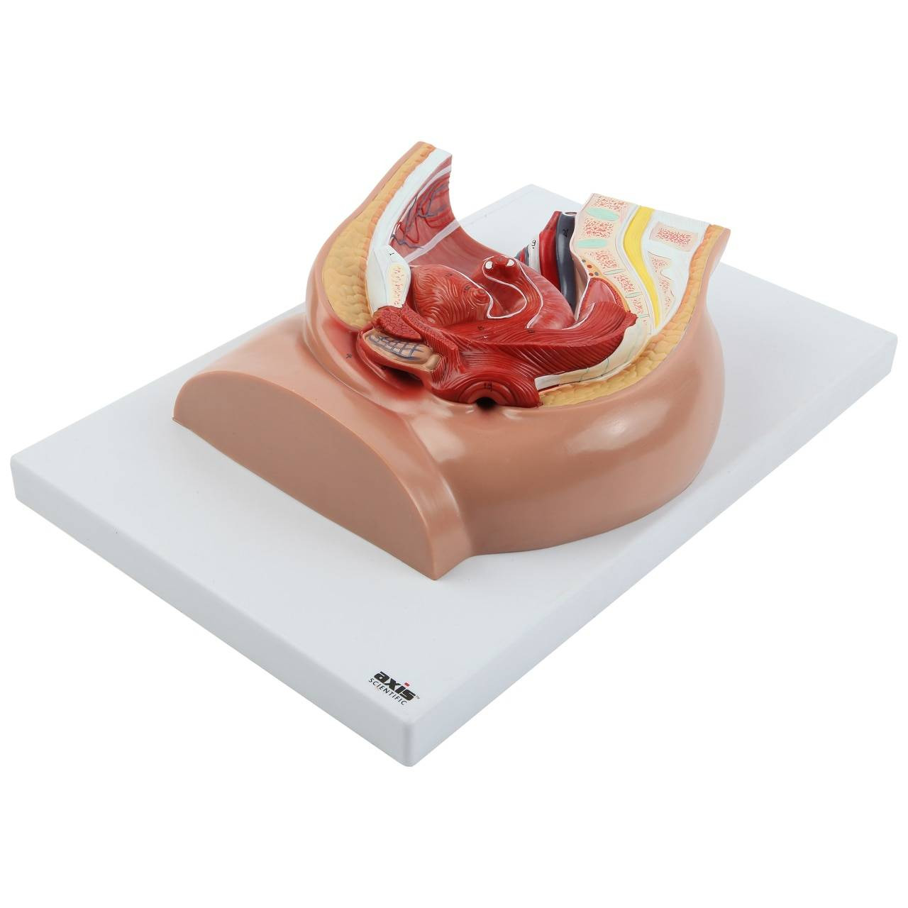 Axis Scientific 2-Part Female Pelvis Anatomy Model | Anatomy Warehouse