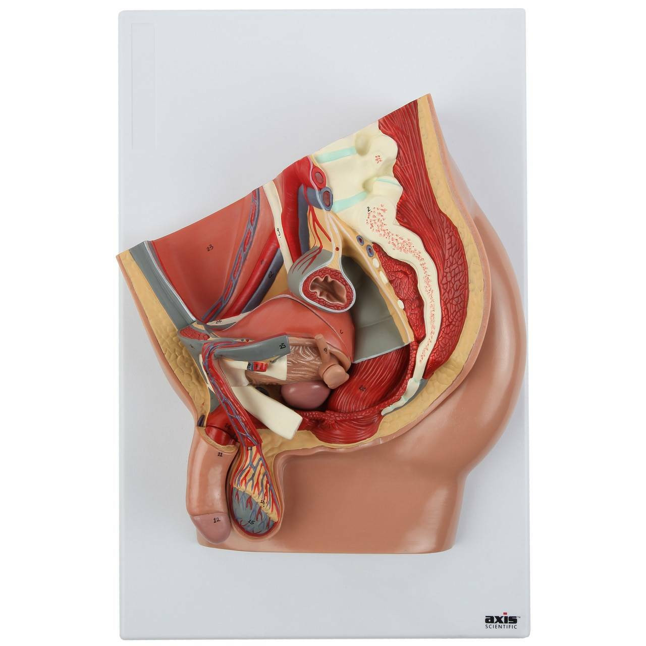 Axis Scientific 4-Part Median Section Male Pelvis Anatomy Model