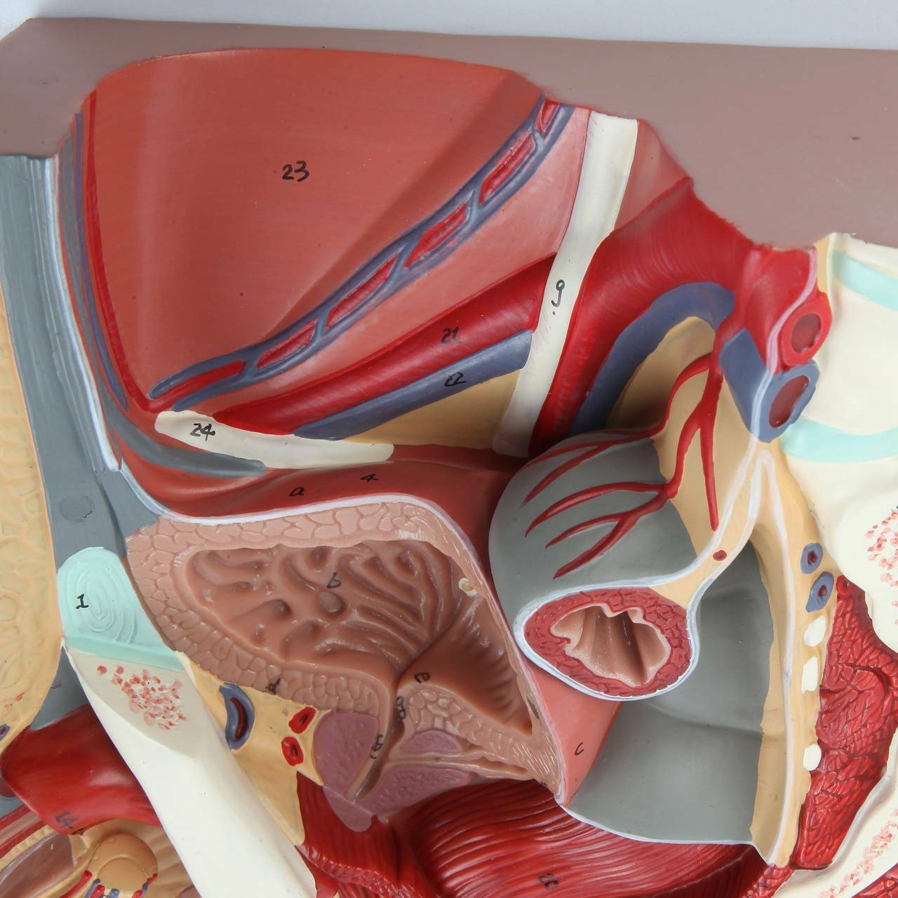  Anatomy Model Pelvic Cavity Model - Male Genitourinary