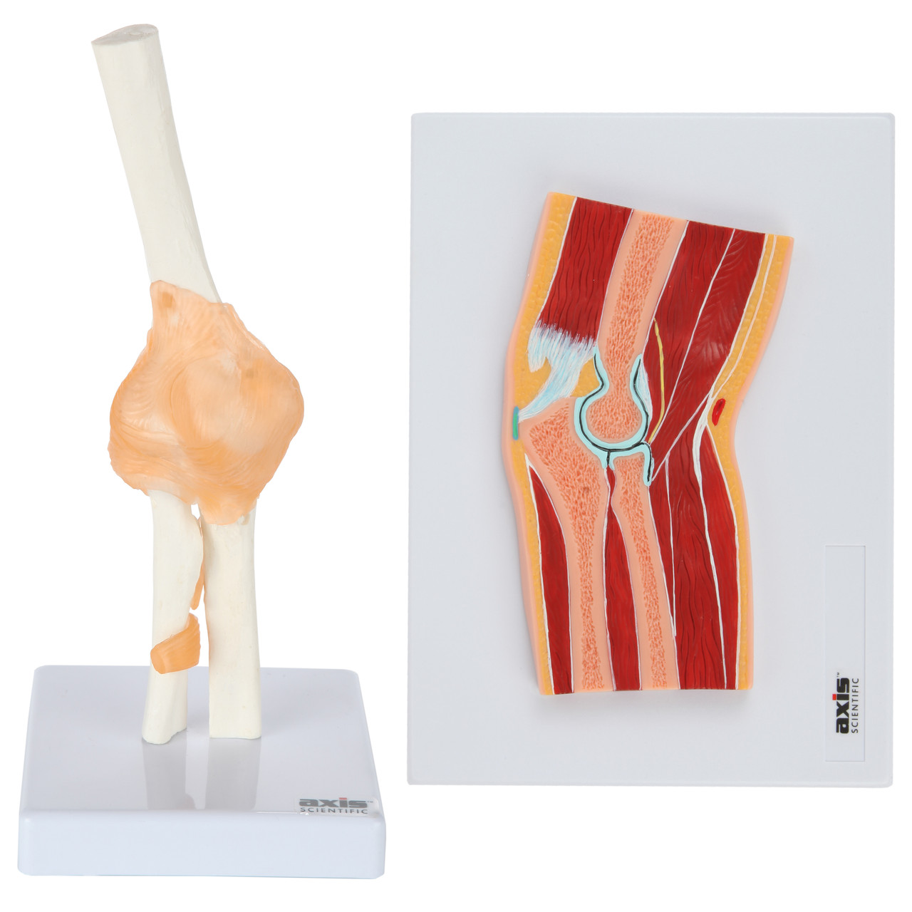 Axis Scientific Functional Elbow Joint and Cross Section Anatomy Model Set