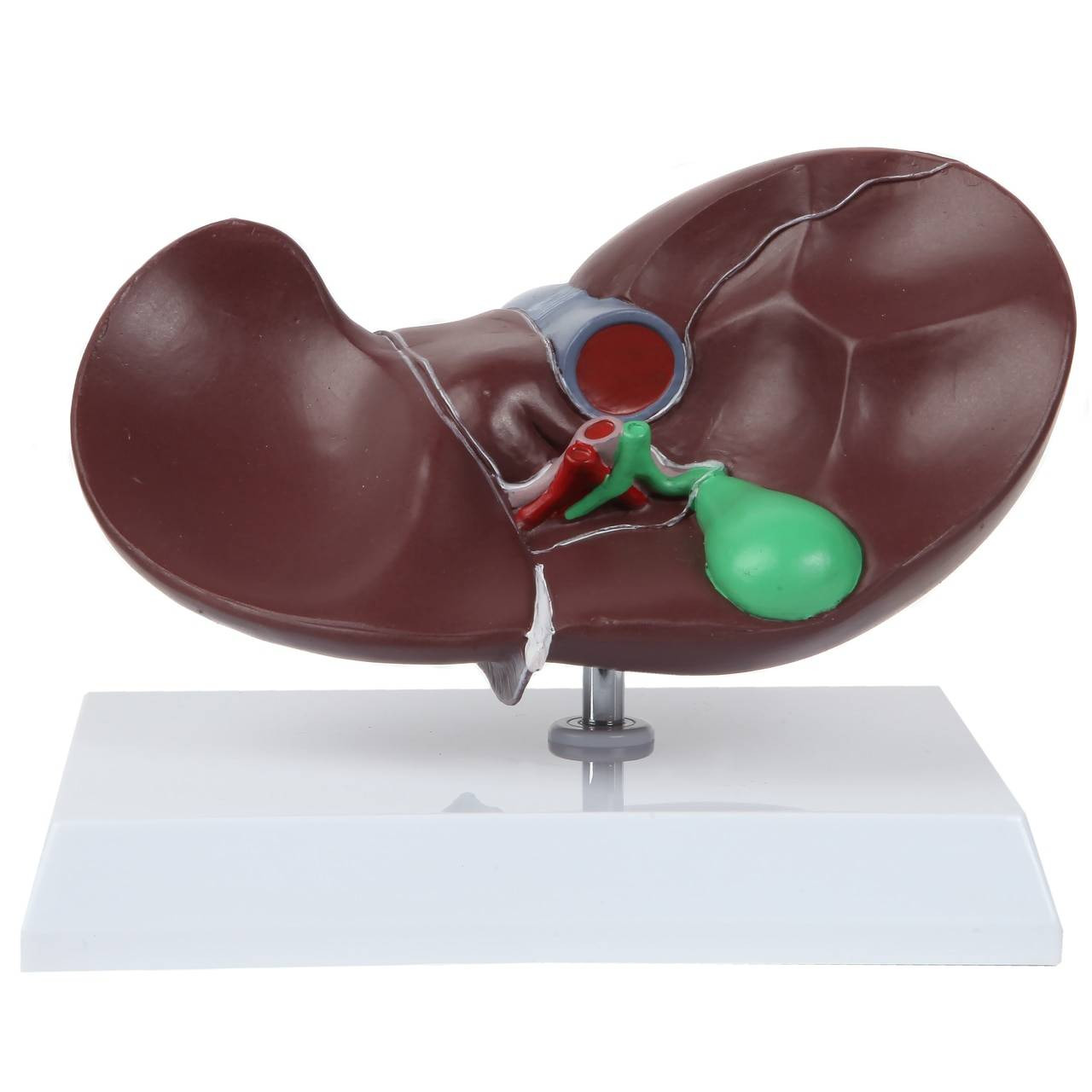 Axis Scientific Life-Size Human Liver Anatomy Model | Anatomy