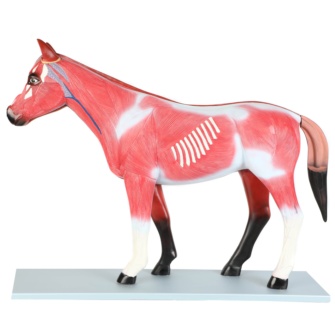 4D Vision Horse Model Great Gift for Horse Lovers. Anatomy Kit 