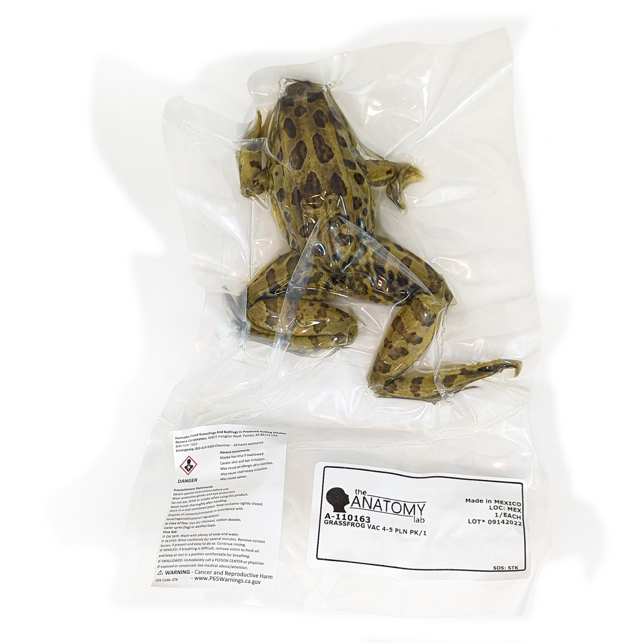 Preserved Grass Frog Dissection Specimen